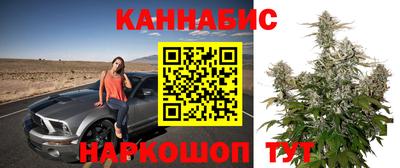 сатива Будённовск